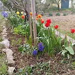 Apartman Petrovic